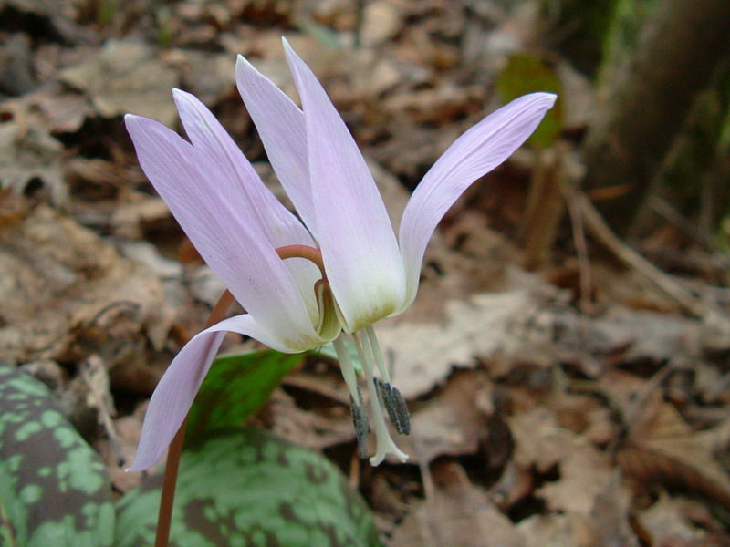 Erythronium dens-canis / Dente di cane